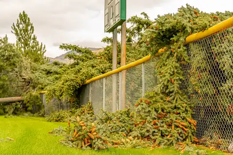 Storm-broken evergreen limbs piled against a chain-link fence