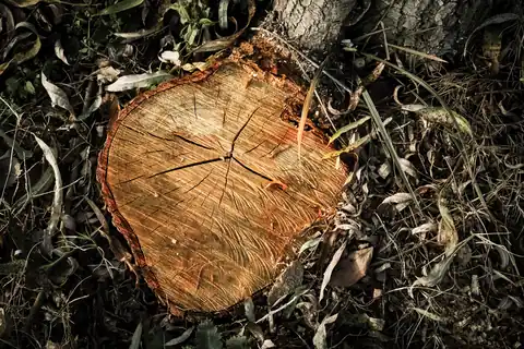Close-up of a freshly cut tree stump in a yard