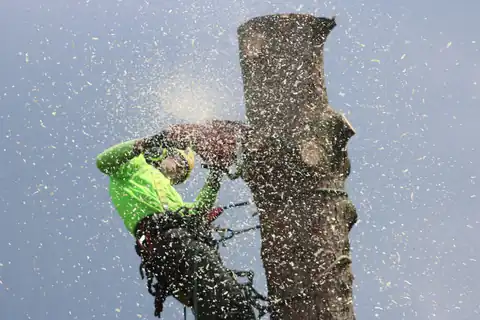 Arborist in a harness cutting a tree trunk with a chainsaw